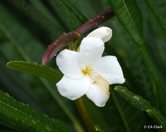 Plumeria alba