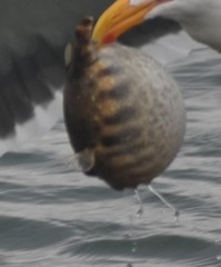 Sphoeroides lobatus