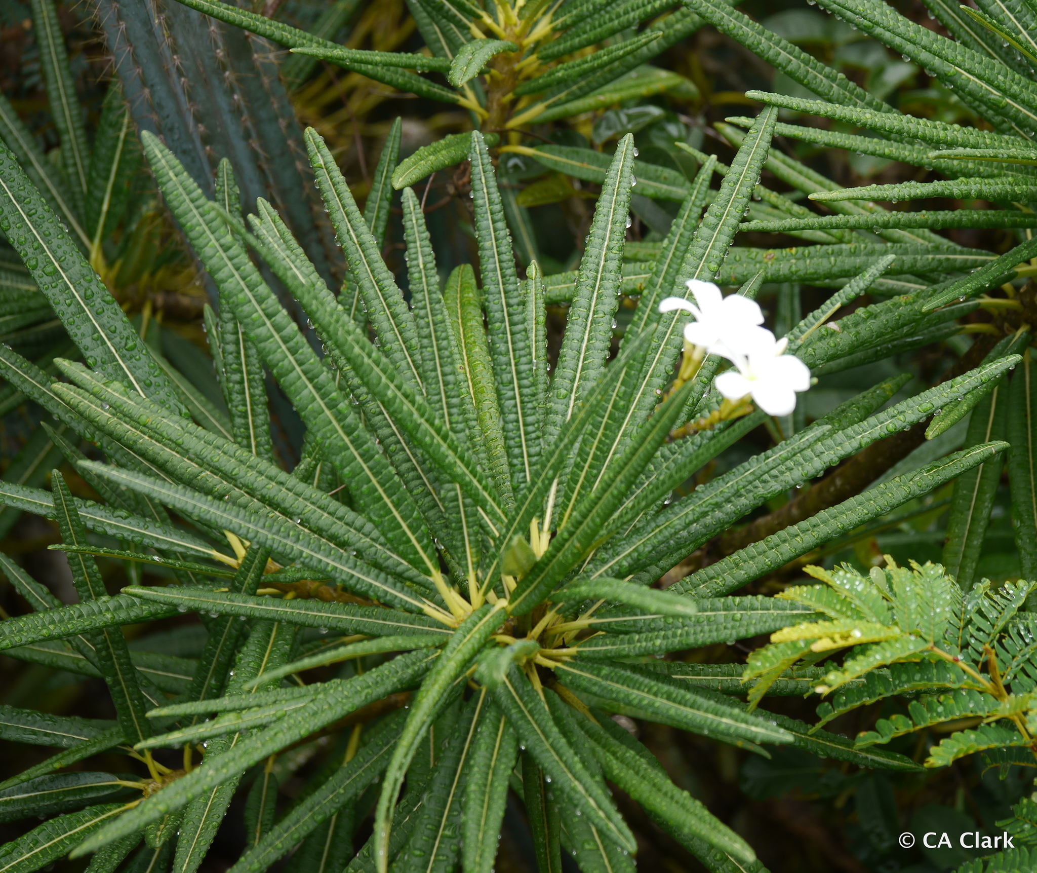 Plumeria alba