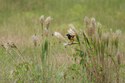 Yellow-rumped Marshbird (Pseudoleistes guirahuro), photo 6