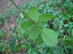 Rubus cissburiensis