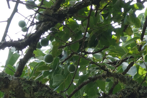 White sapote