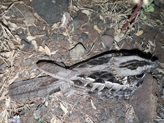 Caprimulgus asiaticus