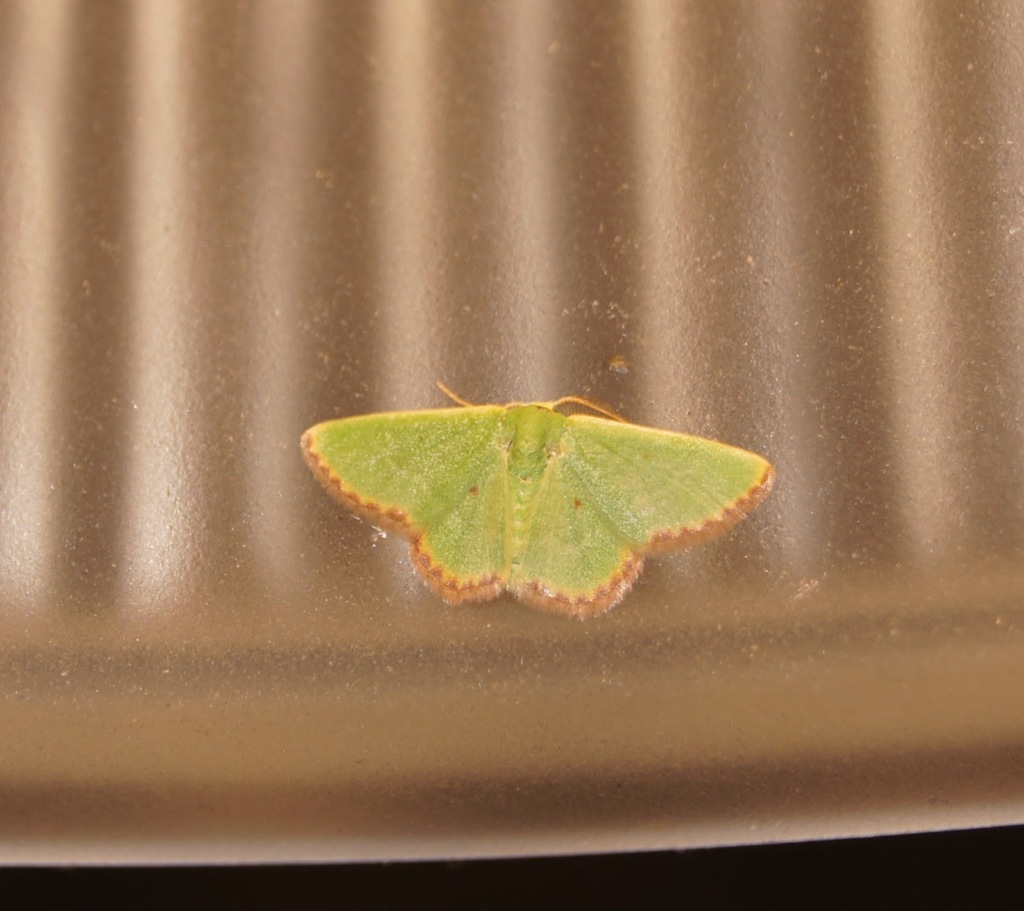 Eucrostes indigenata