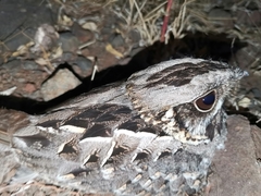 Caprimulgus asiaticus