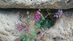Fumaria capreolata capreolata
