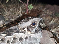 Caprimulgus asiaticus