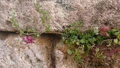 Fumaria capreolata capreolata