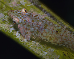 Posidonia Clingfish photo 1
