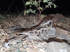 Caprimulgus asiaticus