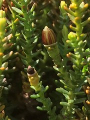 Lepidothamnus laxifolius