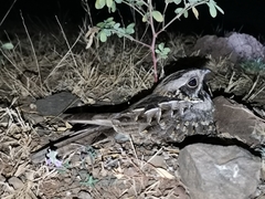 Caprimulgus asiaticus