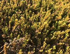 Lepidothamnus laxifolius