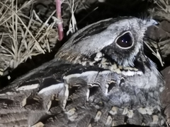 Caprimulgus asiaticus