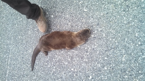 North American River Otter photographed in New Jersey