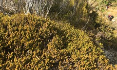 Lepidothamnus laxifolius