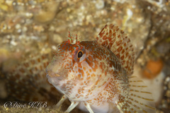 Portuguese Blenny photo 4