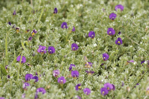Lotononis galpinii