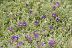 Lotononis galpinii