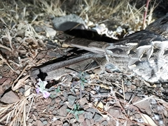 Caprimulgus asiaticus