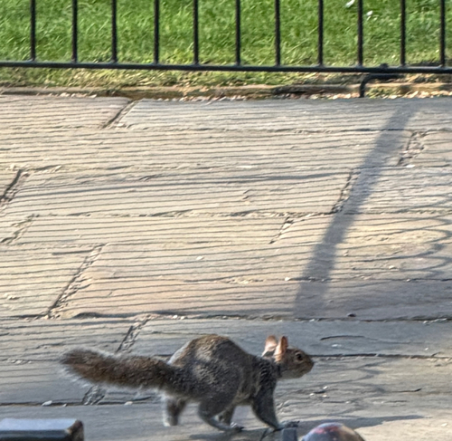Eastern Gray Squirrel