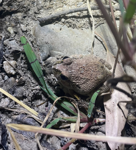 Ornate Burrowing Frog