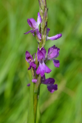 Anacamptis palustris