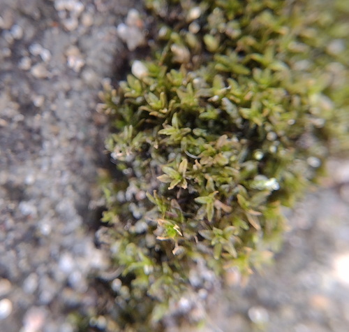 lesser bird's-claw beard-moss (Streblotrichum convolutum)