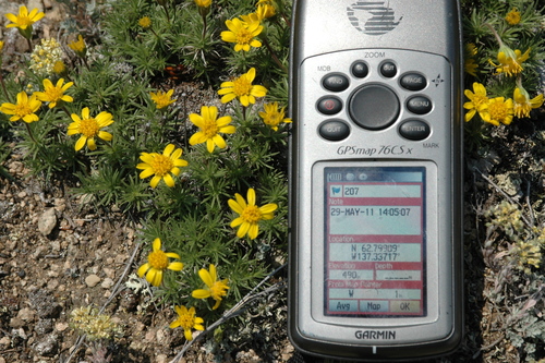 Yukon Goldenweed (Nestotus macleanii)