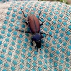Carabus schoenherri