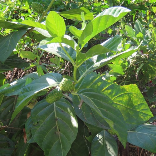 Noni (Morinda citrifolia)