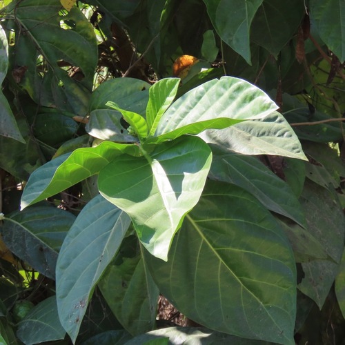 Noni (Morinda citrifolia)