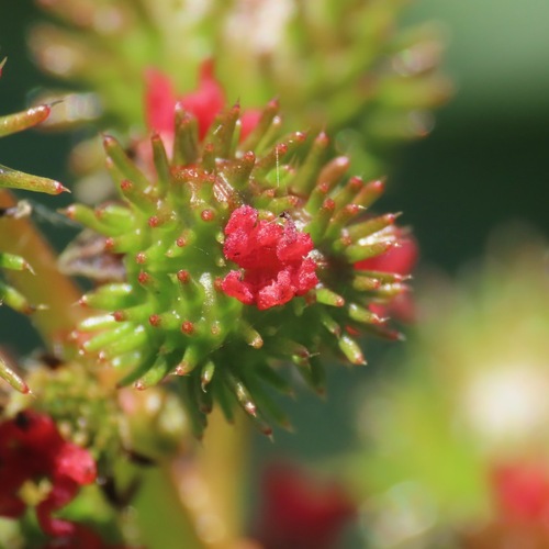 Higuerilla (Ricinus communis)