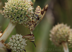 Paramantispa decorata