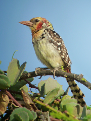 Trachyphonus erythrocephalus shelleyi