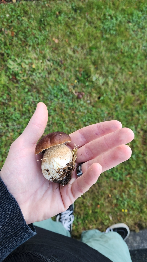 Boletus edulis · March 2026 · photo: © squidney8 (iNaturalist, cc0)