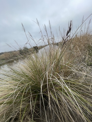Sand Cordgrass (Sporobolus bakeri)