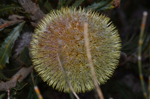 Tennis Ball Banksia (Banksia laevigata)