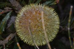 Banksia laevigata