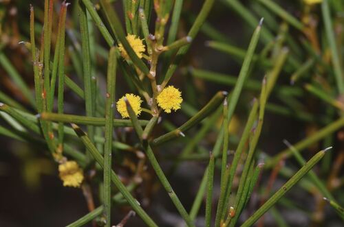 Acacia quinquenervia