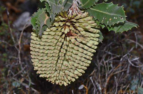 Yellow Lantern Banksia (Banksia lemanniana)