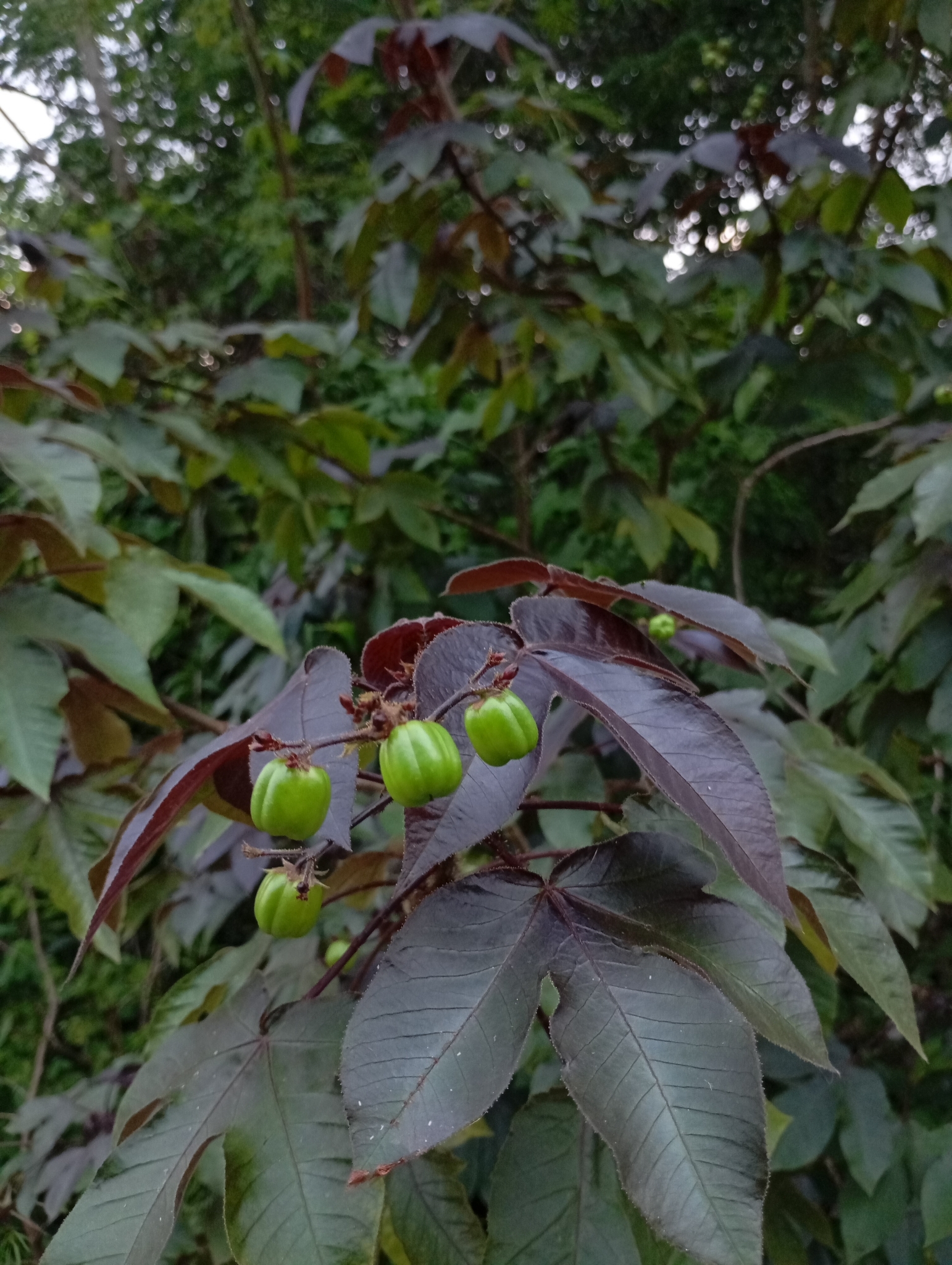 Jatropha gossypiifolia