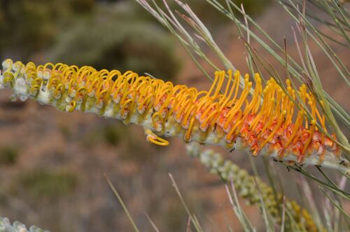 Flame Grevillea (Grevillea excelsior)