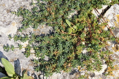 Magnoliopsida
