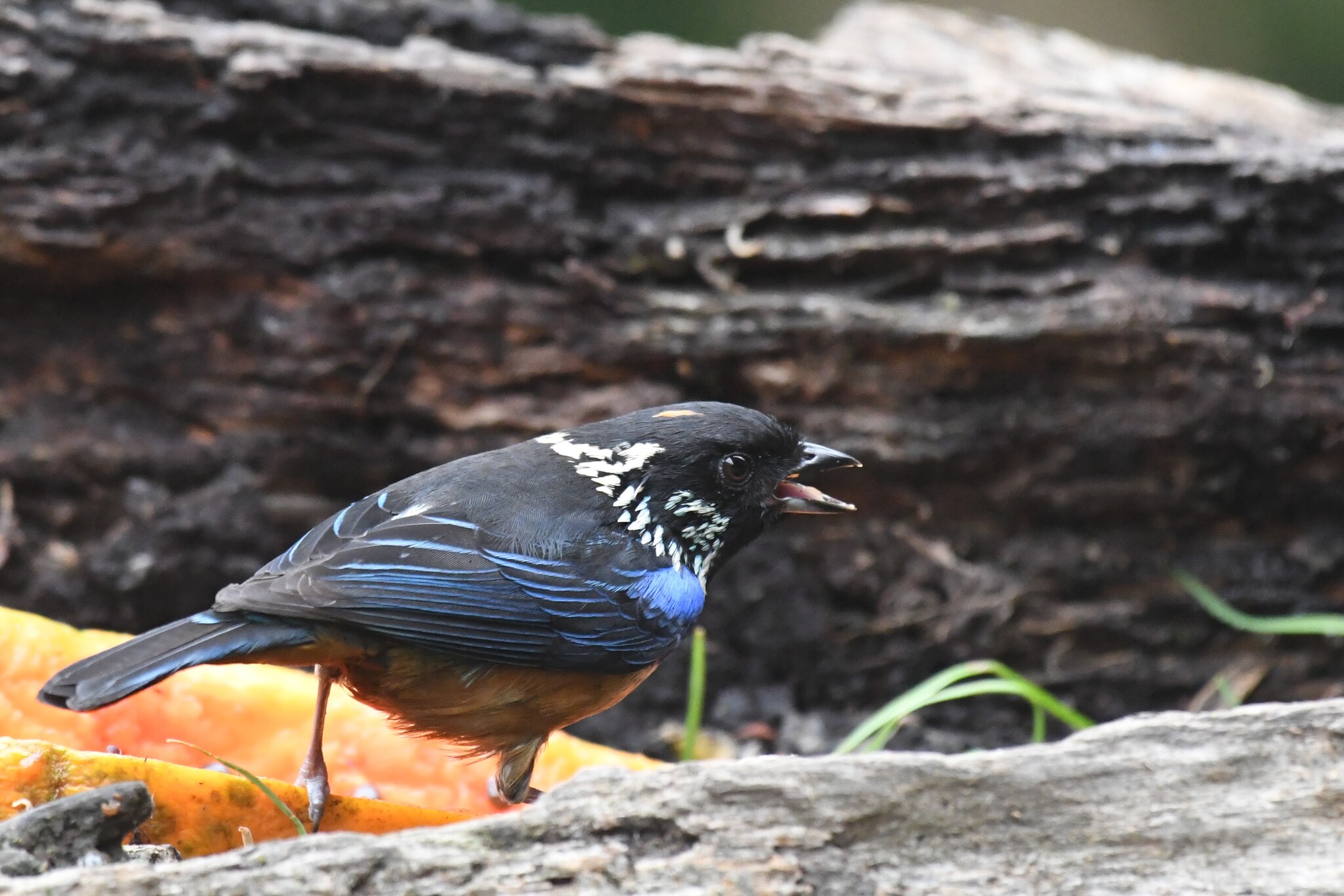 Spangle-cheeked Tanager (Tangara dowii), photo 1