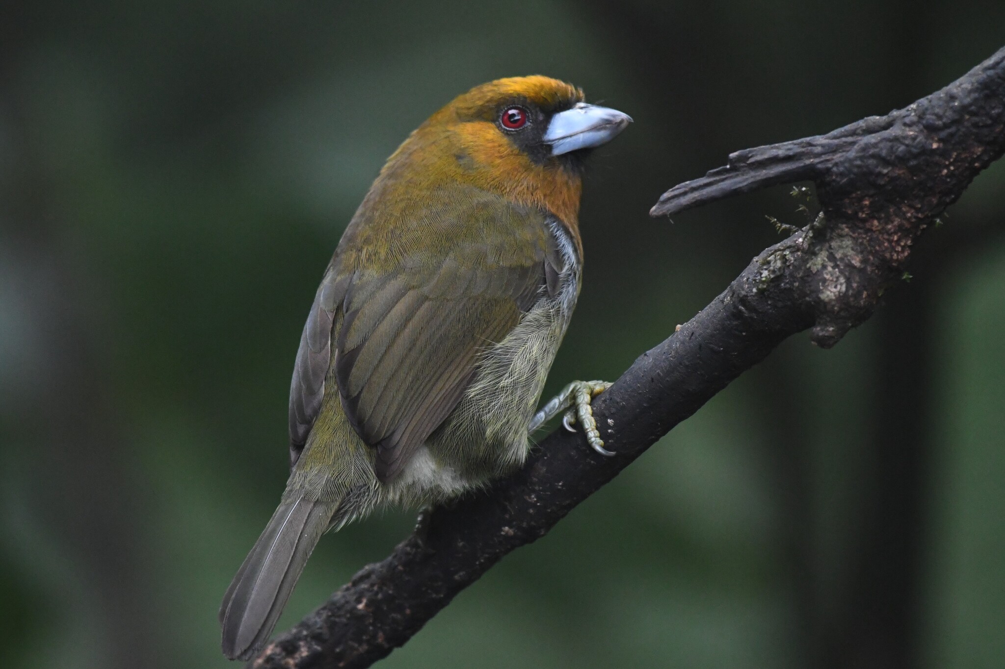 Prong-billed Barbet (Semnornis frantzii), photo 3