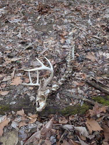 White-tailed Deer photographed in Kentucky