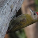 Olive Woodpecker - Photo (c) Gawie Malan, some rights reserved (CC BY-NC), uploaded by Gawie Malan