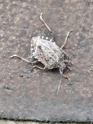 Brown Marmorated Stink Bug
