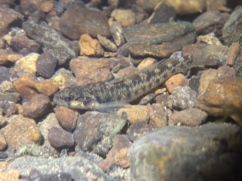 Striated darter (Etheostoma striatulum) — Percidae